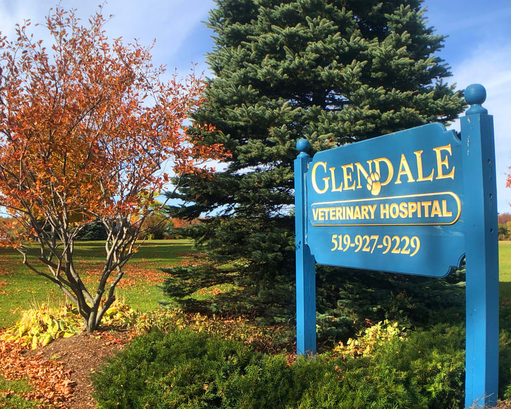 Glendale Veterinary Hospital in Caledon