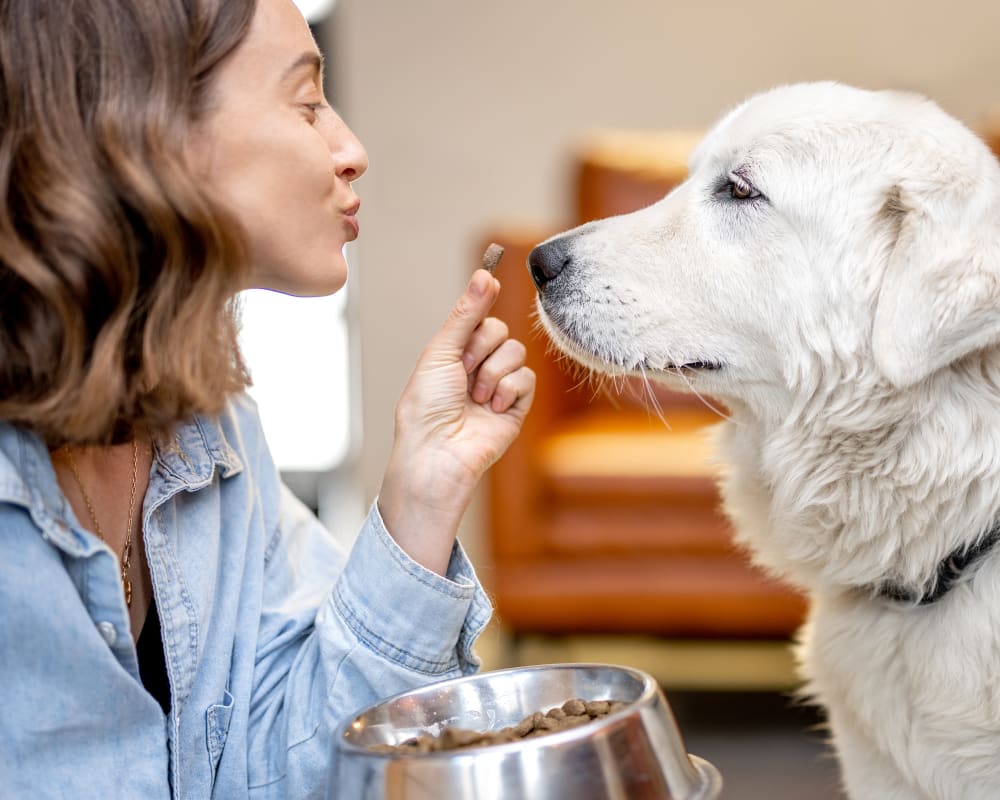 Nutrition Counseling, Caledon Vet